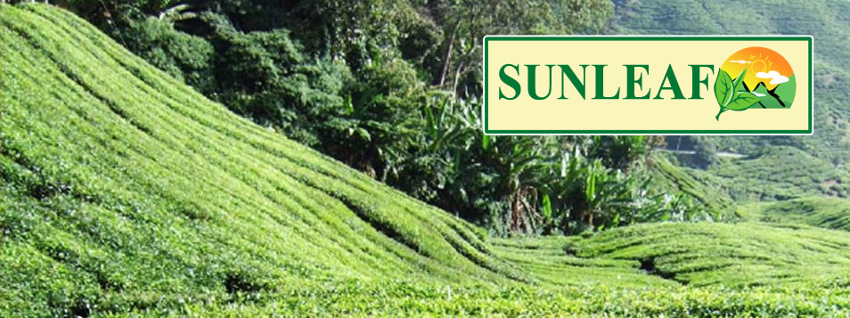 Sunleaf